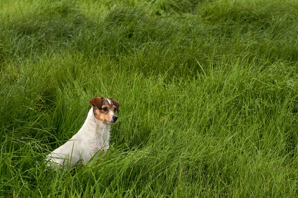 כלב אוכל דשא