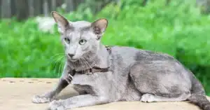 חתול אוריינטלי