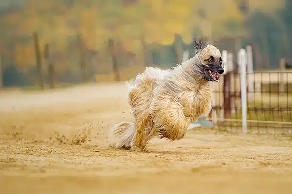 כלב אפגני 2