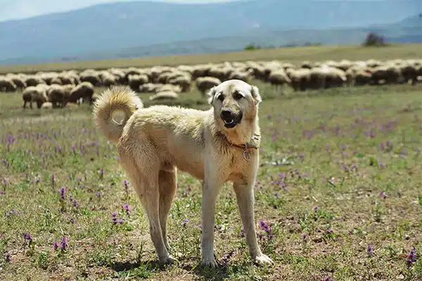 כלב רועה טורקי