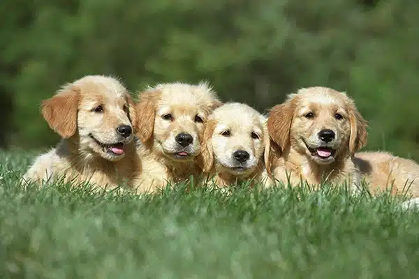 כלבים קטנים